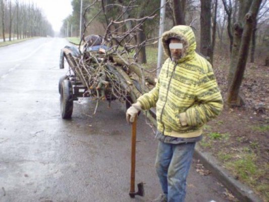 Prins în timp ce tăia copacii din pădurea Neptun